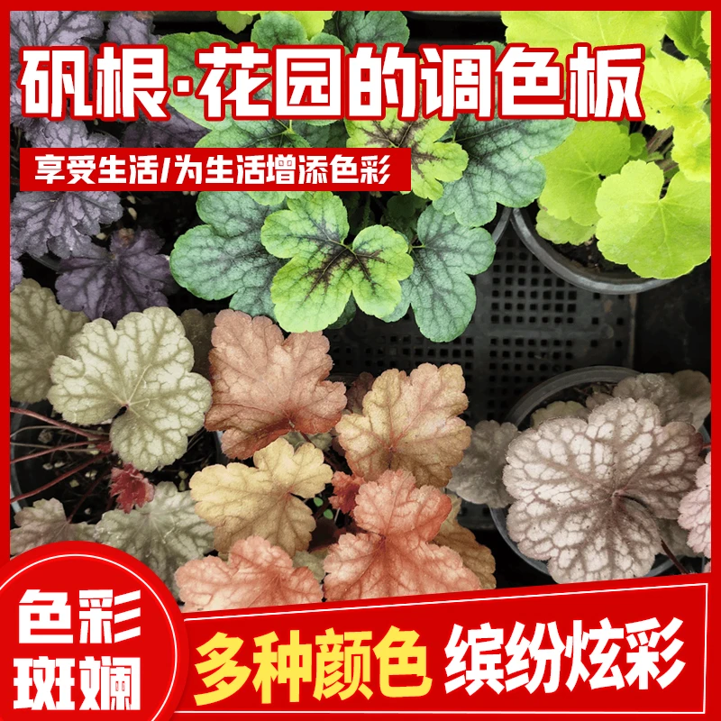 矾根迷你小盆栽室内好养活花卉植物四季常青花苗种植盆栽拍1发6盆
