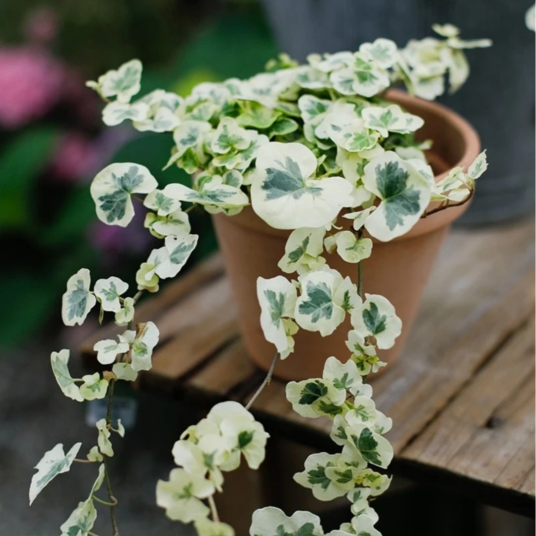 [雪莹]花叶常春藤室内观叶植物盆栽花卉绿植