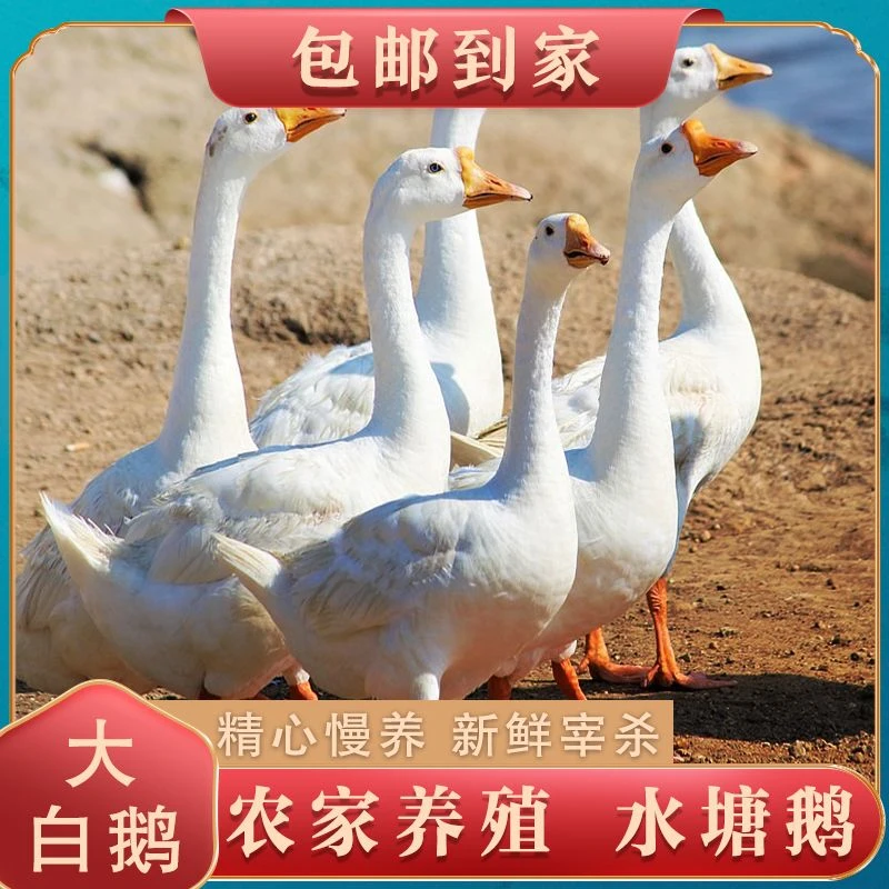 水塘鹅大白鹅活鹅宰杀鹅肉拍1送1只发两只共9至10斤
