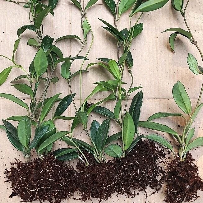 球兰花植物大苗四季常青阳台爬藤绿植浓香花卉银斑球兰大苗好养活