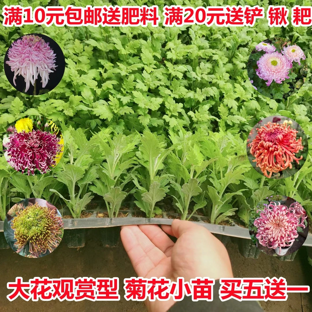 菊花苗当年开花盆栽四季菊食用小苗秋菊大花九月菊室内外庭院花卉