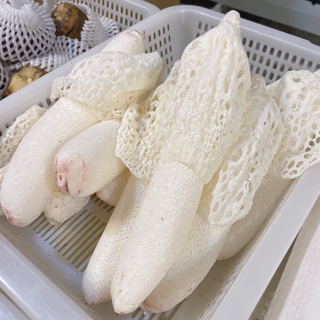 2024云南 新鲜竹荪花 高原食用菌菇 顺丰空运包邮 500g/1000g