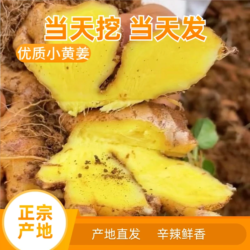 正宗云南小黄姜新鲜现挖生姜高山生态种植精品姜1/3/5斤鲜嫩山地