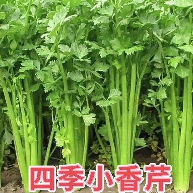 【英城尚选抖店】东北新鲜现摘农家芹菜顺丰包邮