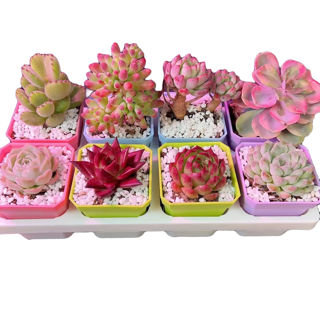 拍4发8花晨月夕精选多肉植物云南基地产品直销加厚