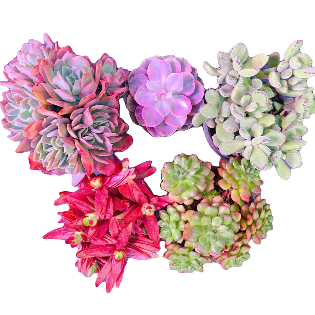 精选多肉盆栽带土带盆发货云南基地产地直销