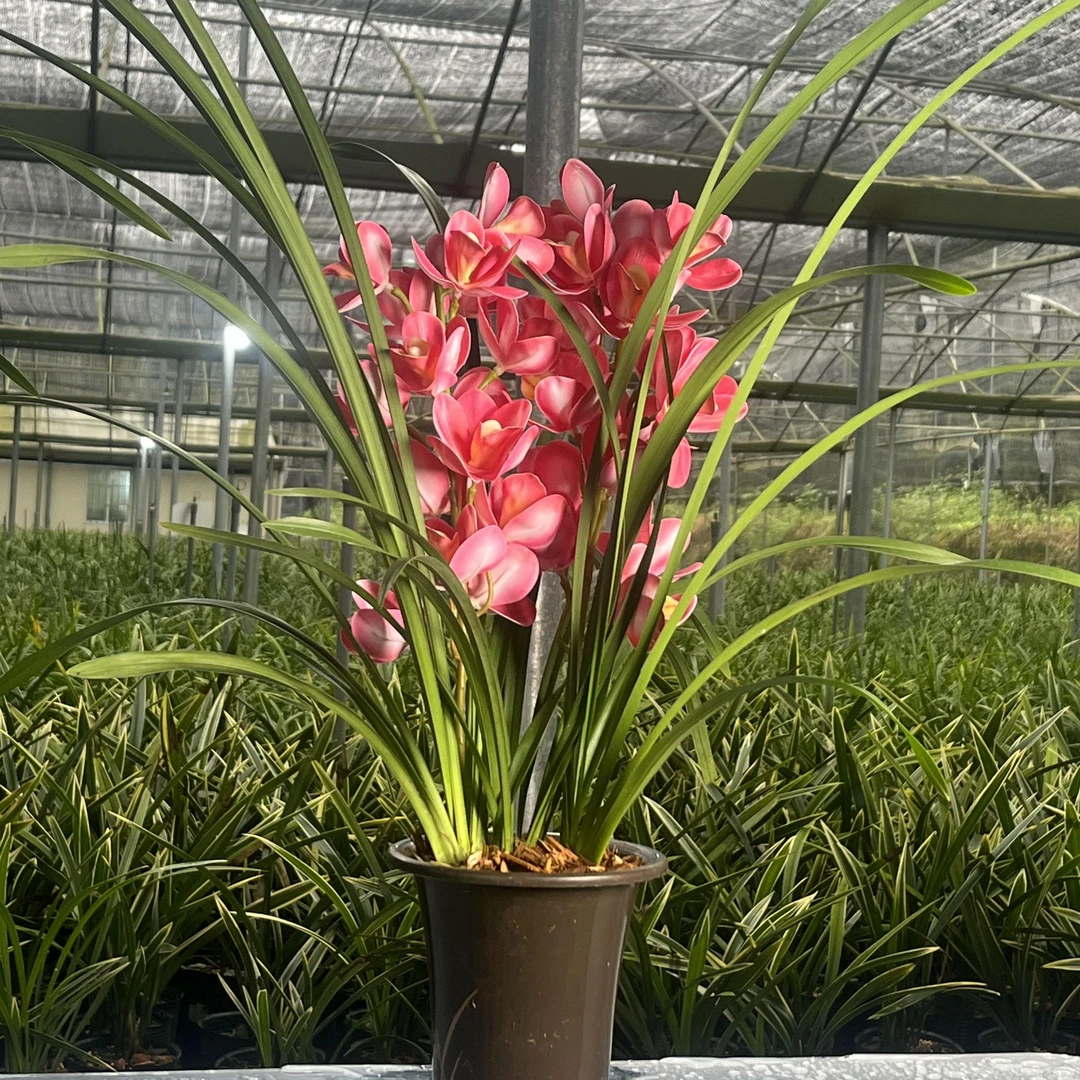 大花蕙兰【红宝石】花期7-2月 浓香型 一年开花3-4次室内客厅花卉