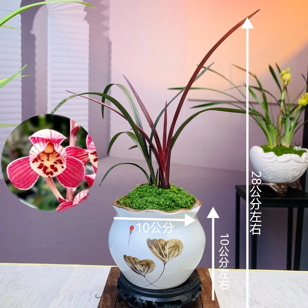 建兰名品【红草红荷】带陶瓷盆荷瓣花型室内客厅花卉绿植盆栽好养活