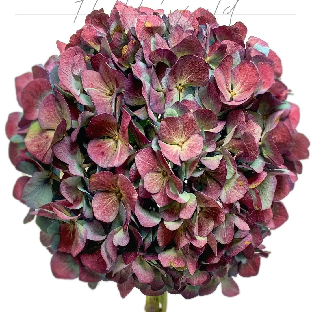 【莫奈红球色绣球】室内瓶插花云南鲜花基地直发两单包邮