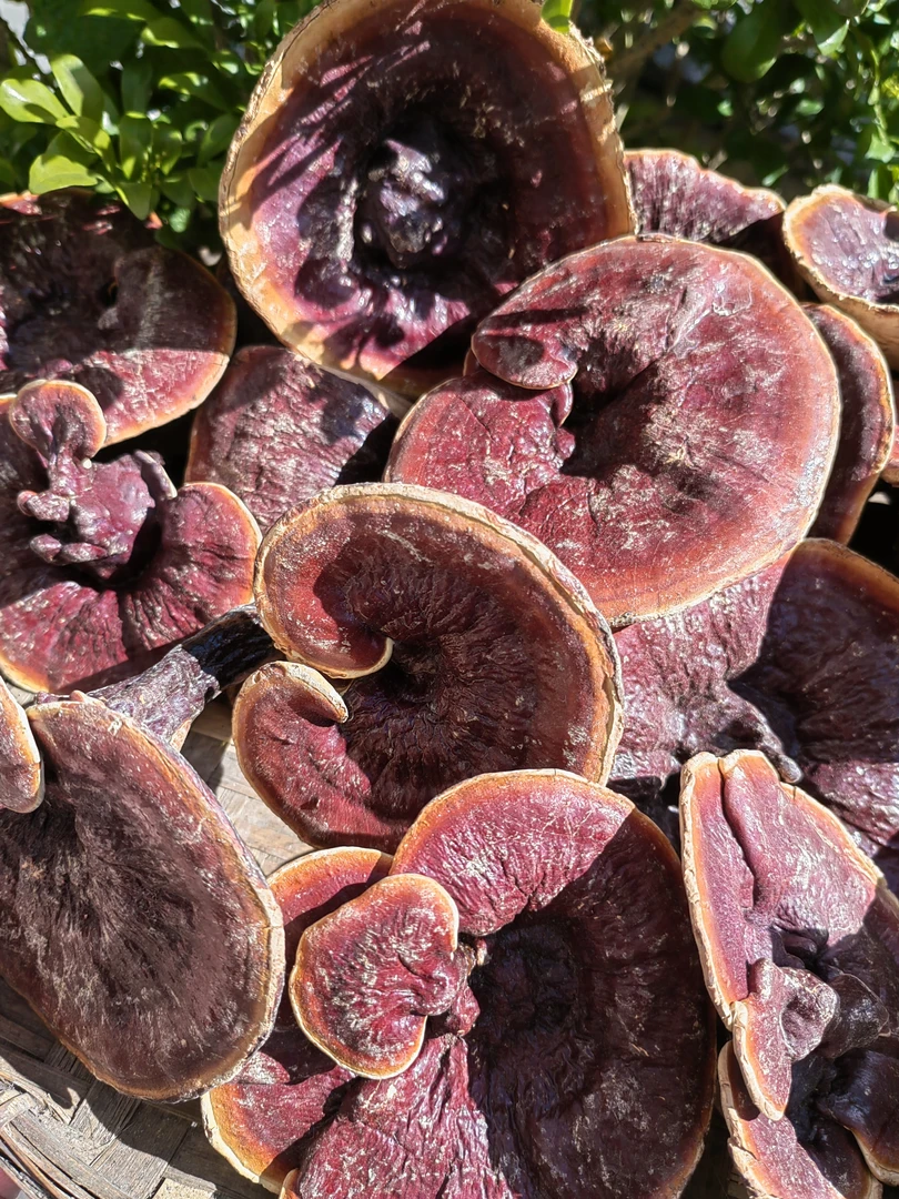 中缅山货（金边赤灵芝）农产品 500克