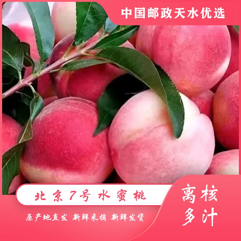 【北京7号】天水秦安精品水蜜桃原产地直发一果两吃脆甜多汁香甜
