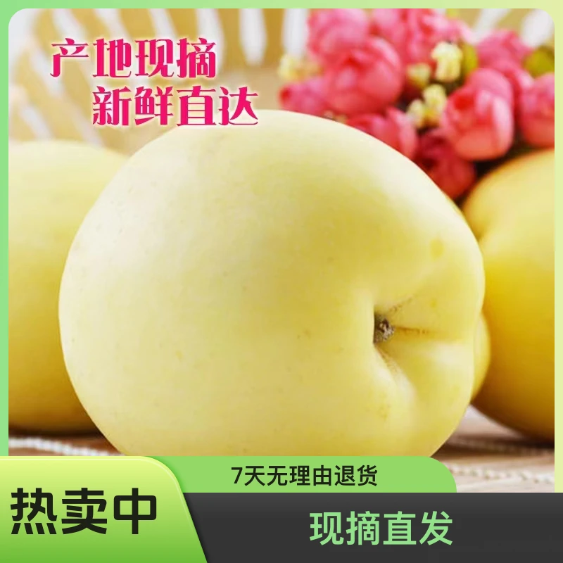 【邮政精选】甘肃天水黄元帅黄金帅苹果脆甜多汁鲜果新鲜现摘直发