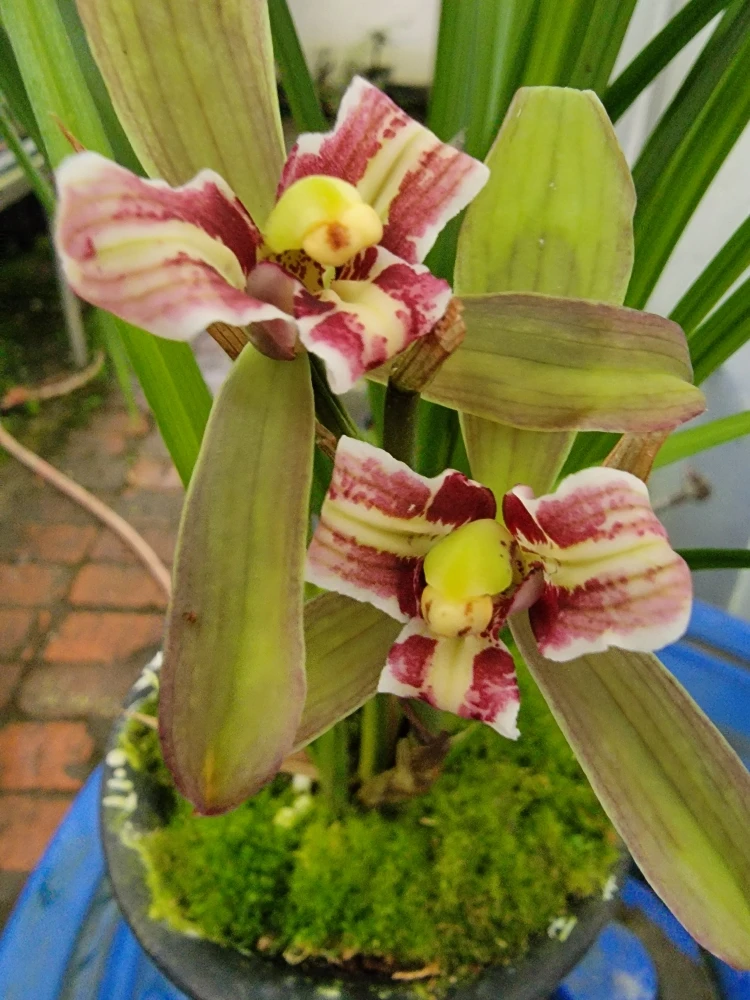 春剑缟艺，红蝴蝶，一组2苗发货