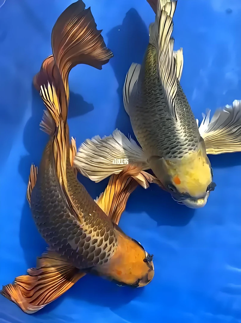 大鳍大尾精品蝴蝶鲤蝴蝶鲤