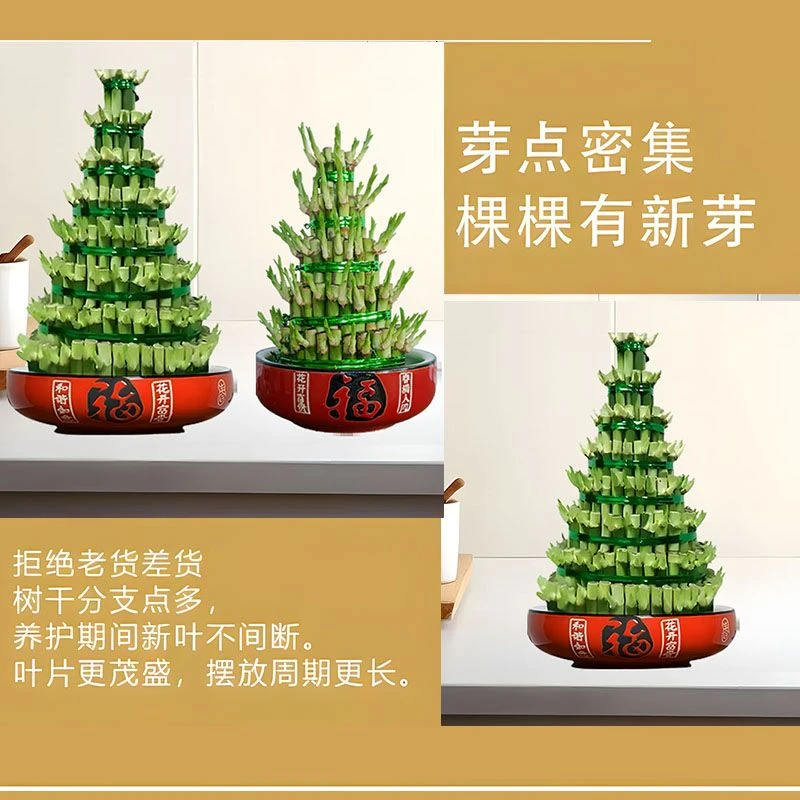 八层竹塔富贵竹8层水培节节高盆栽观音竹客厅卧室茶几转运竹摆件