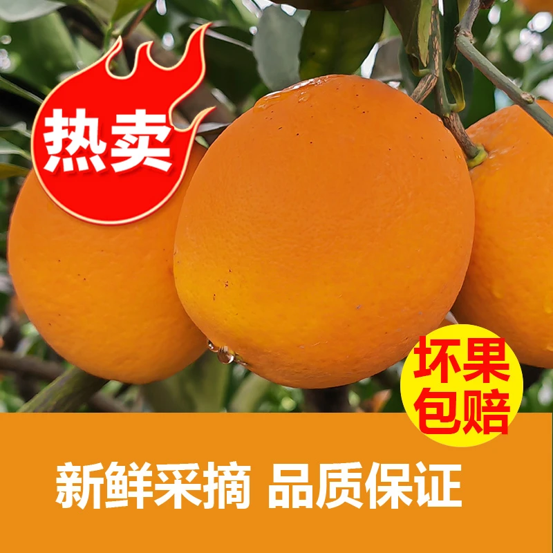 [柑橘之乡]湖南常德纽荷尔脐橙新鲜采摘酸甜多汁