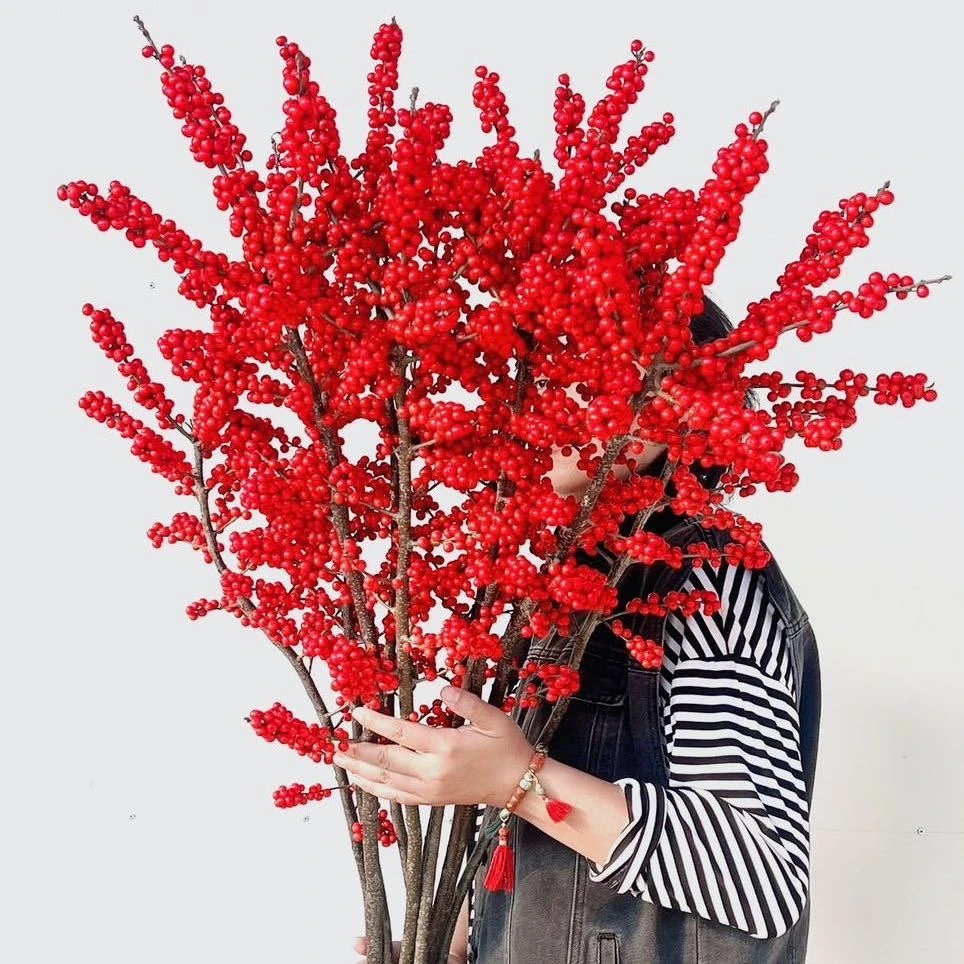 5枝 （60cm）【瑞秋花园】A级鲜切北美冬青基地直发