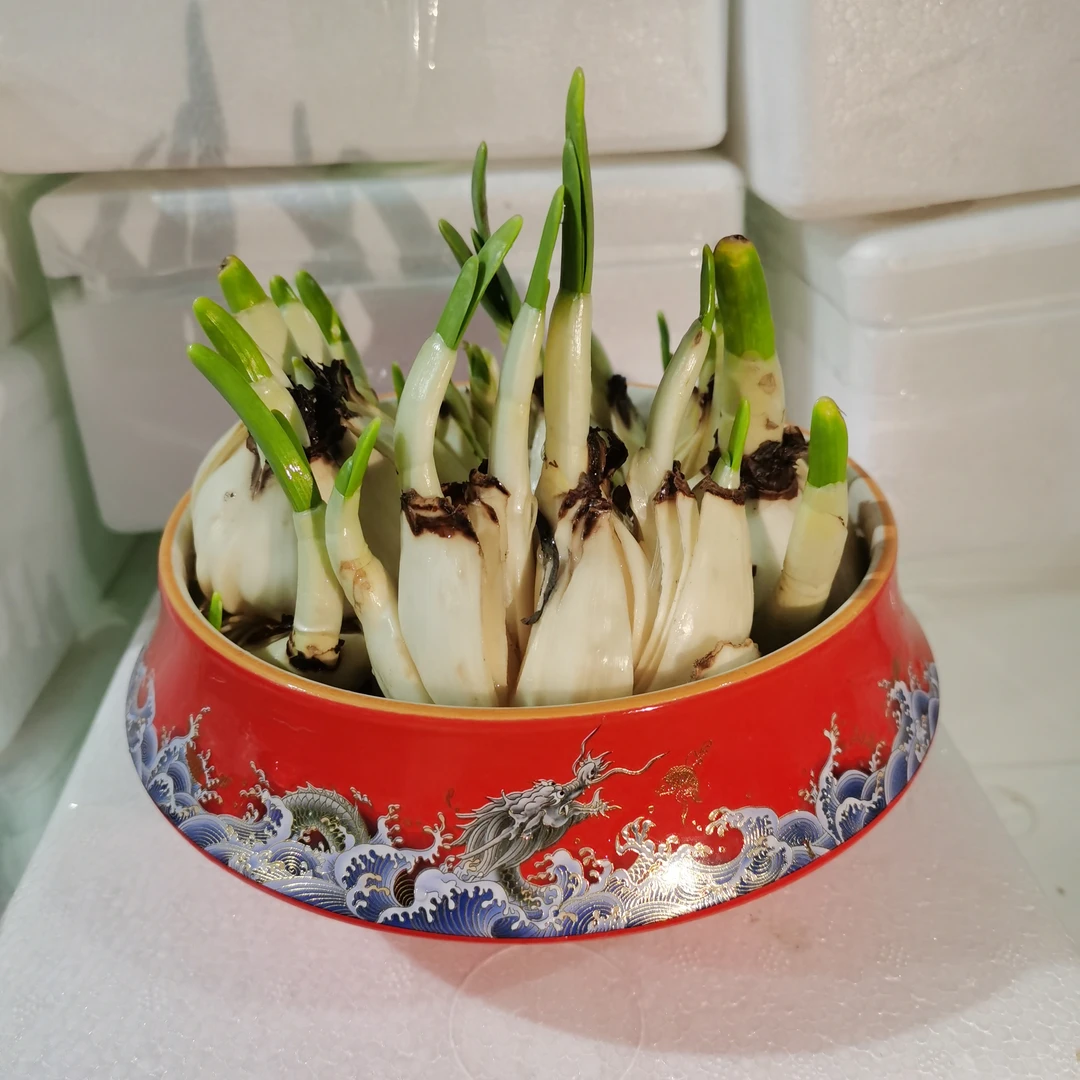 【漳州正宗水仙花带盆】花王盆栽耐寒冬季开花花卉阳台植物