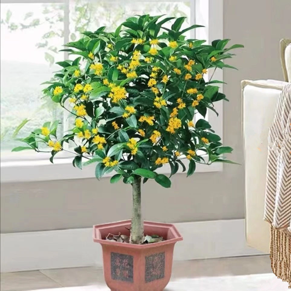 桂花树苗盆栽室内四季开花植物浓香型嫁接金桂丹桂沉香桂四季种植