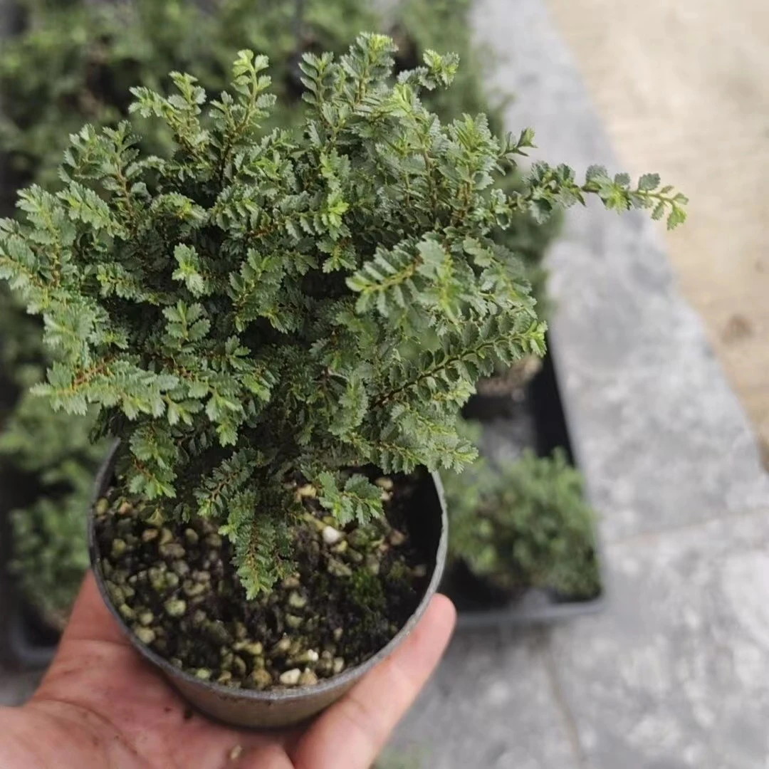 芝麻榆微型榆树室内桌面植物盆栽好养小绿植阳台喜阳进口稀有盆景