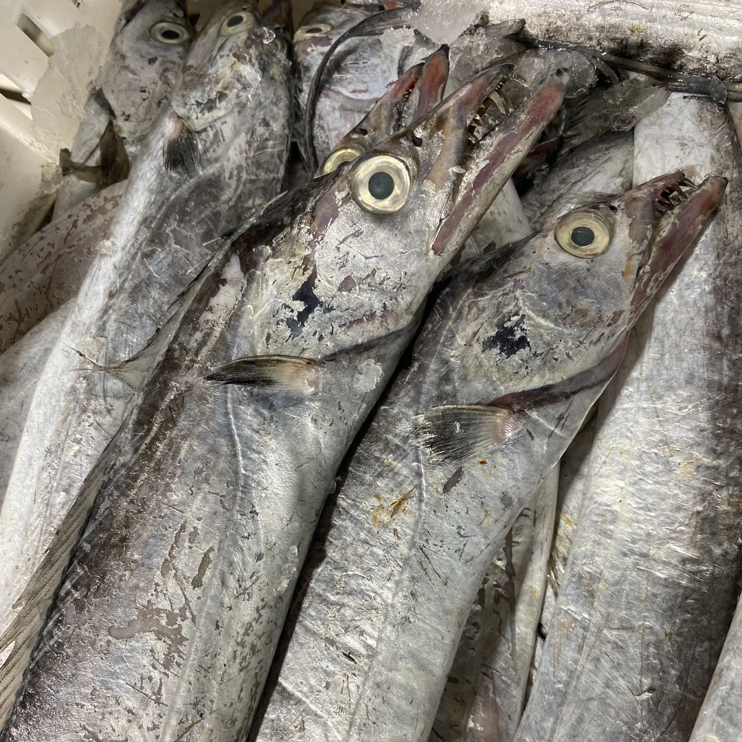 【东海本港油带鱼4斤】东海本港油带鱼新鲜冷冻海鲜水产顺丰包邮