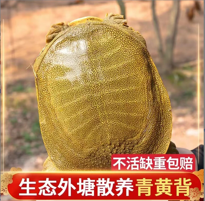 浙江杭州活体老甲鱼2斤外塘生态鲜活甲鱼京东圆通中通发货