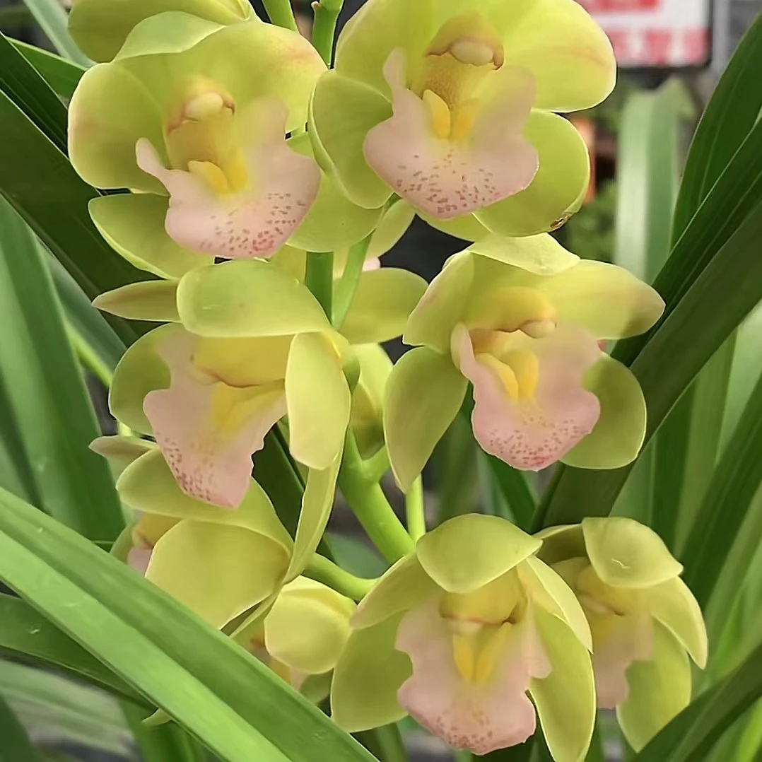 大花惠兰:香水香兰5花剑起发货