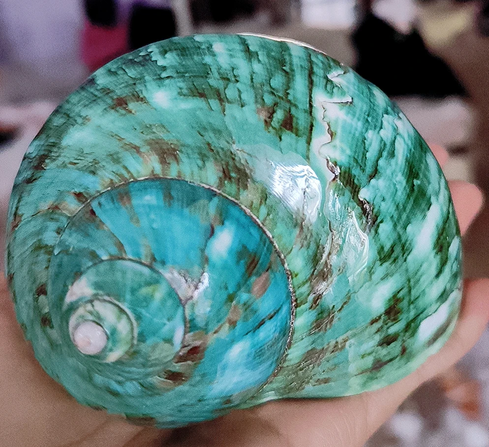 绿嵘螺  天然海螺贝壳标本收藏家居摆件蟹壳随机发 拍下不退换