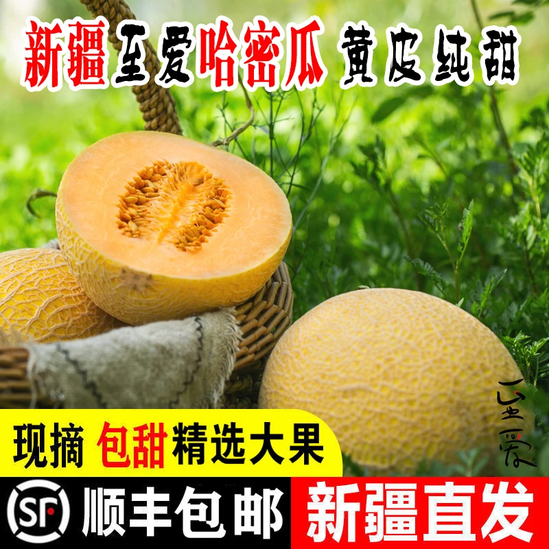 新疆至爱哈密瓜新鲜西州蜜25号水果应当季网纹吐鲁番甜瓜顺丰直发