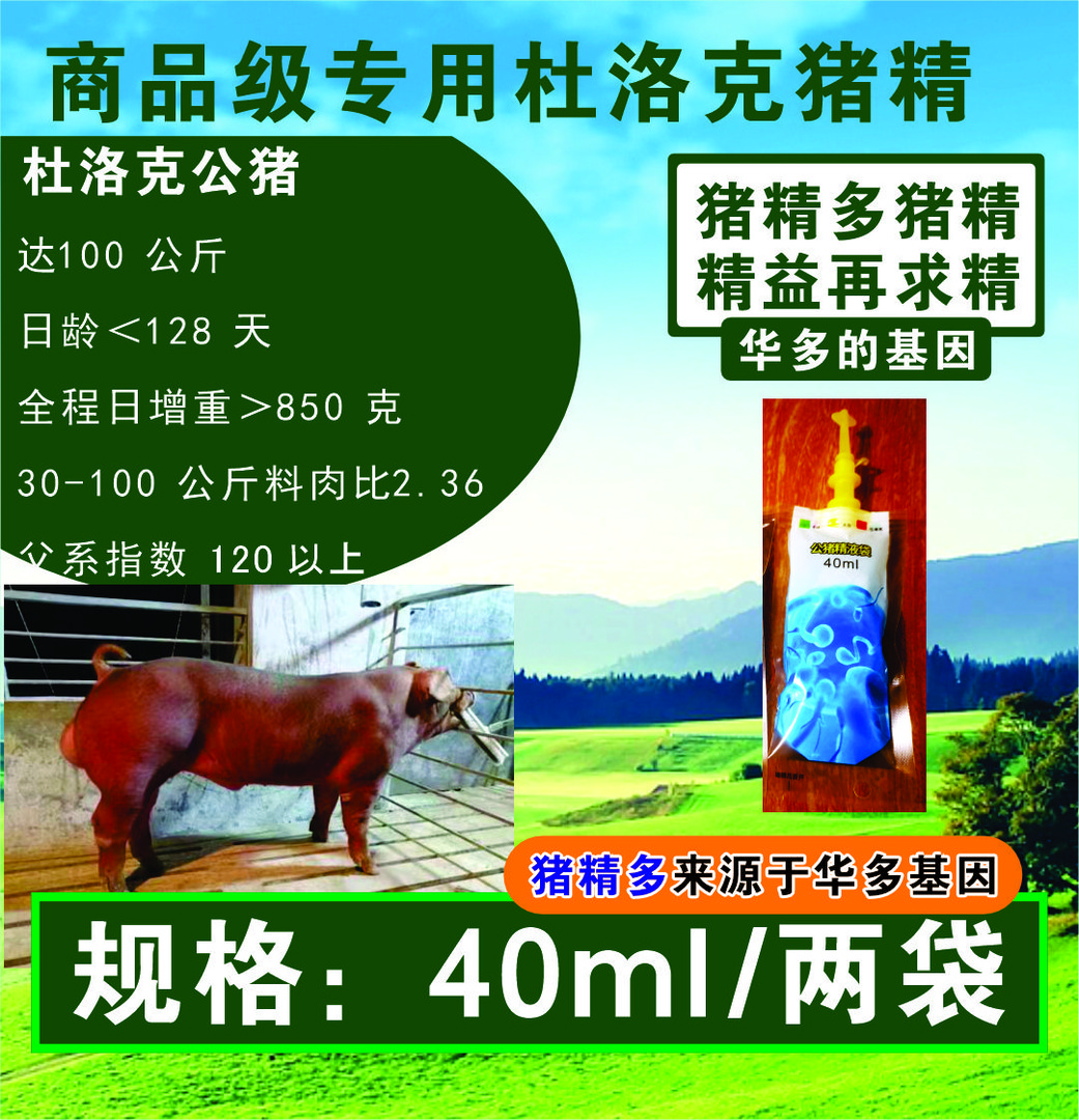 杜洛克种猪精液，五星商品级2袋养殖场的核心