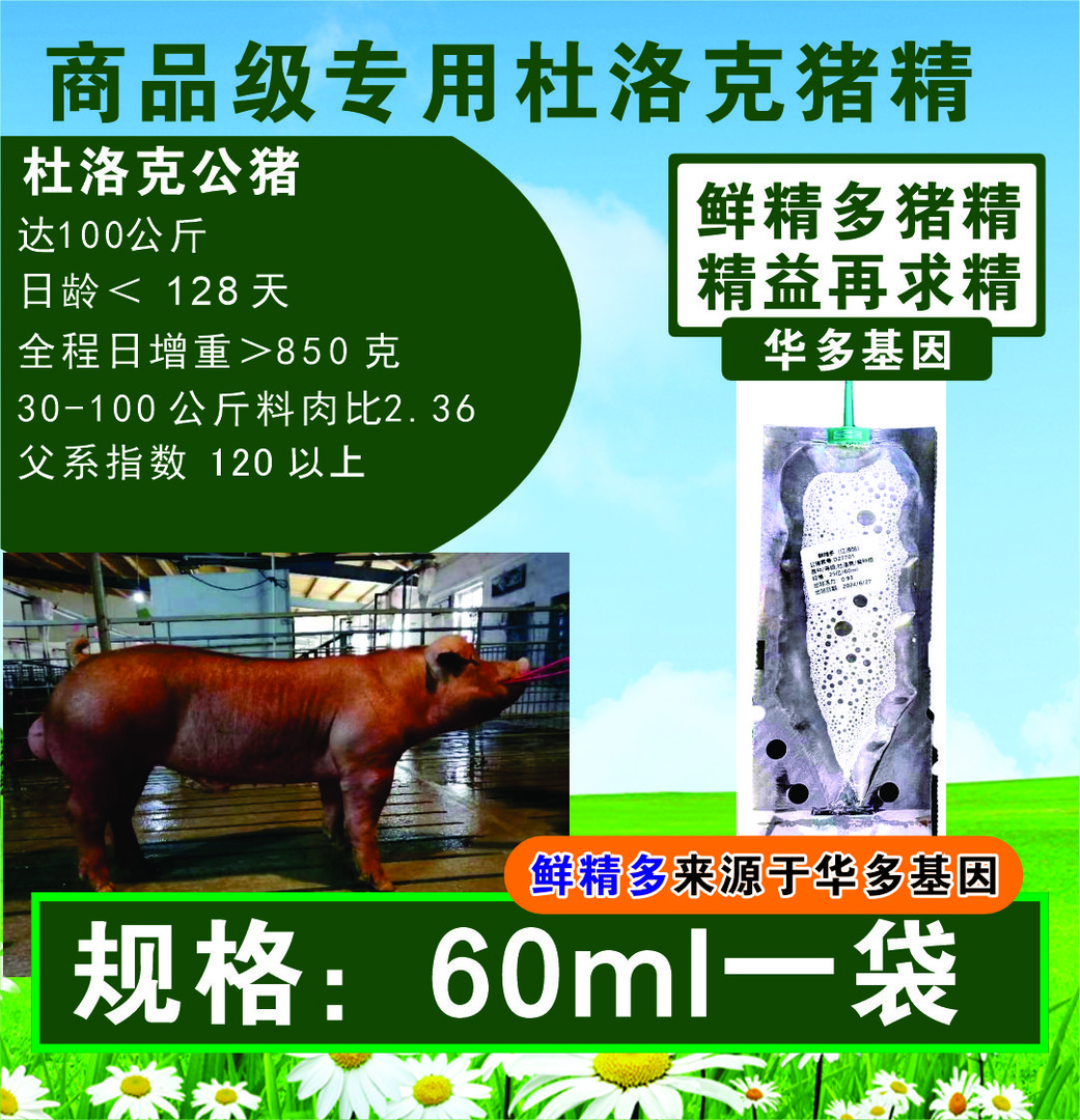 杜洛克种公猪精液，商品级10袋包邮养猪场核心命脉