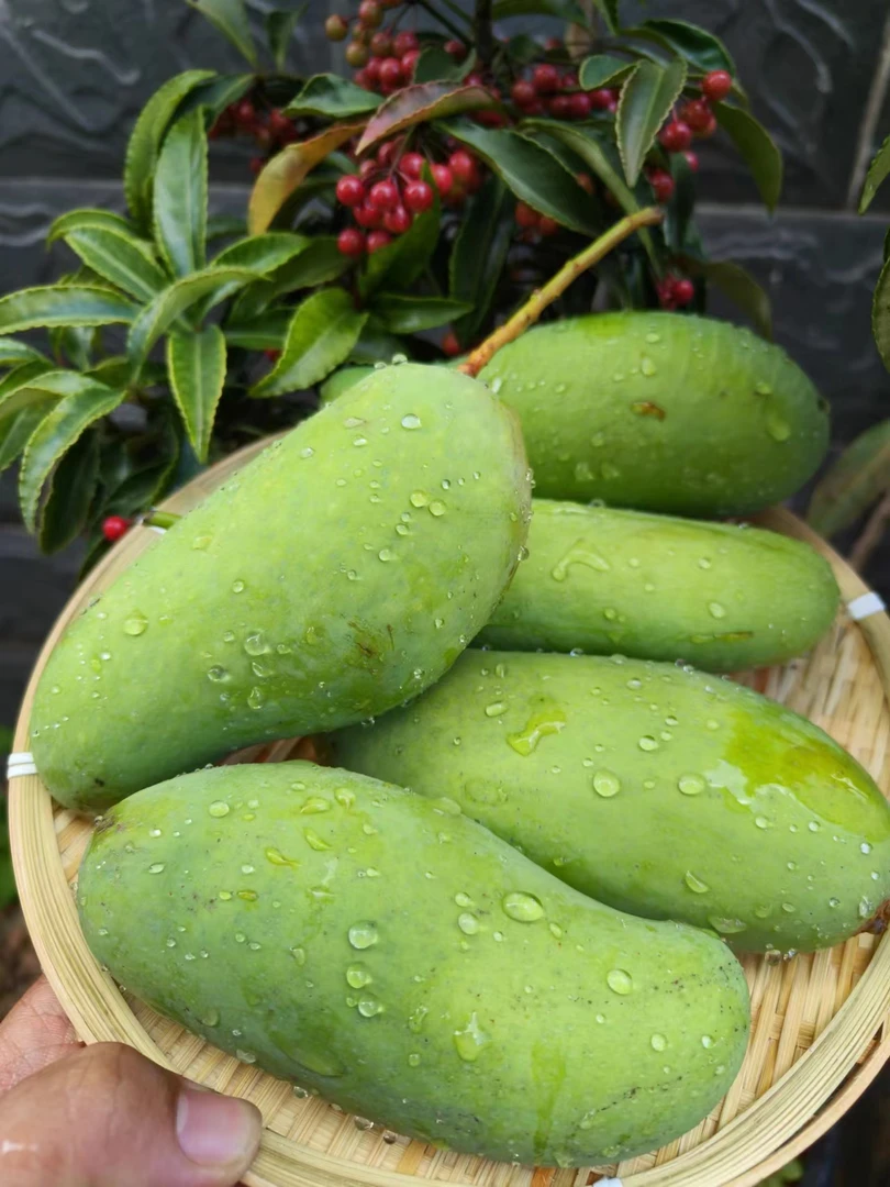 云南普洱象牙酸芒果1000克（送蘸料）