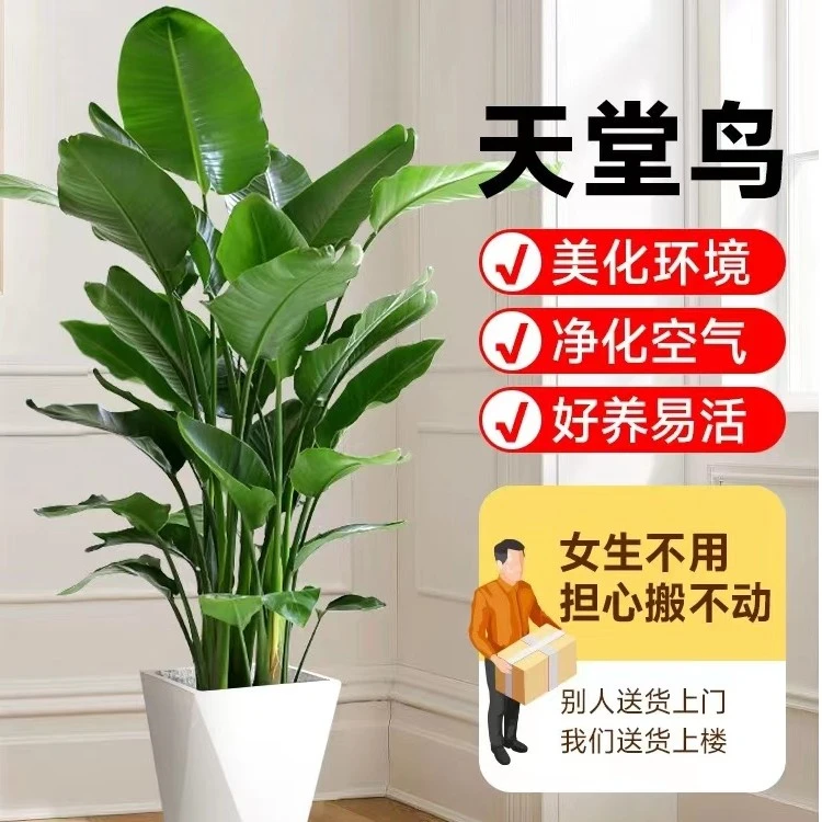 【100-110cm】天堂鸟鹤望兰客厅绿植好养花卉盆栽前台春季秋季美观