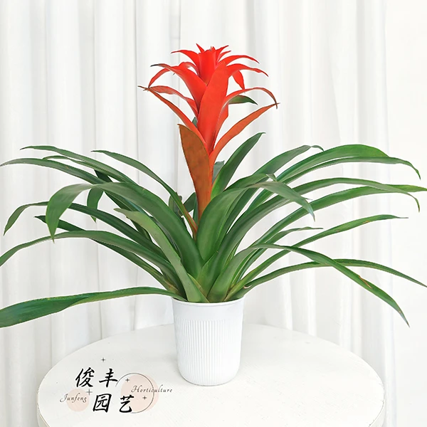 鸿运当头盆栽花卉植物室内花客厅四季开花好养活盆栽绿植室内园艺