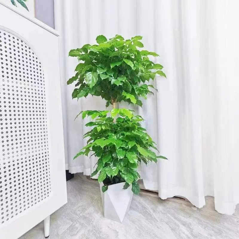 【植得专属】双层幸福树客厅大盆栽室内大型绿植办公室吸甲醛新家