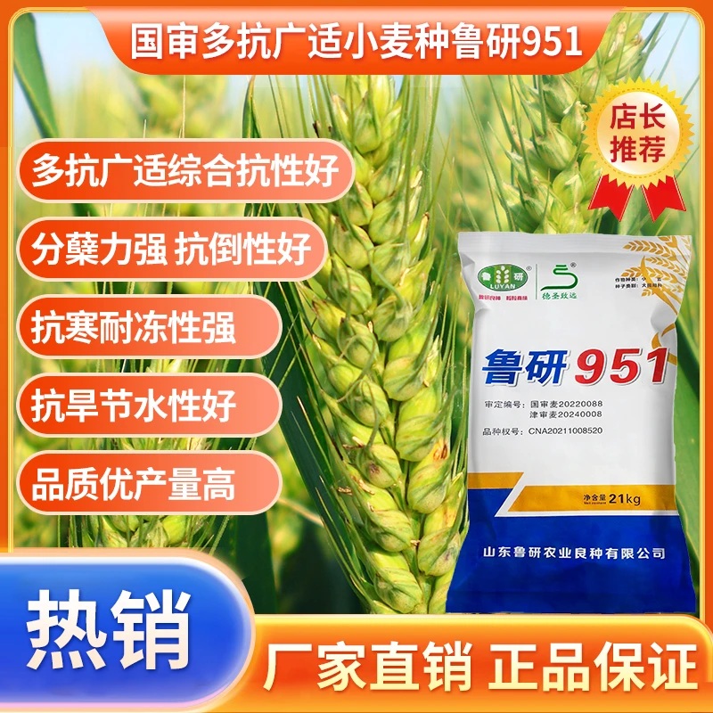 国审鲁研951不包衣小麦种子多抗广适综合抗性好分蘖力强厂家直销