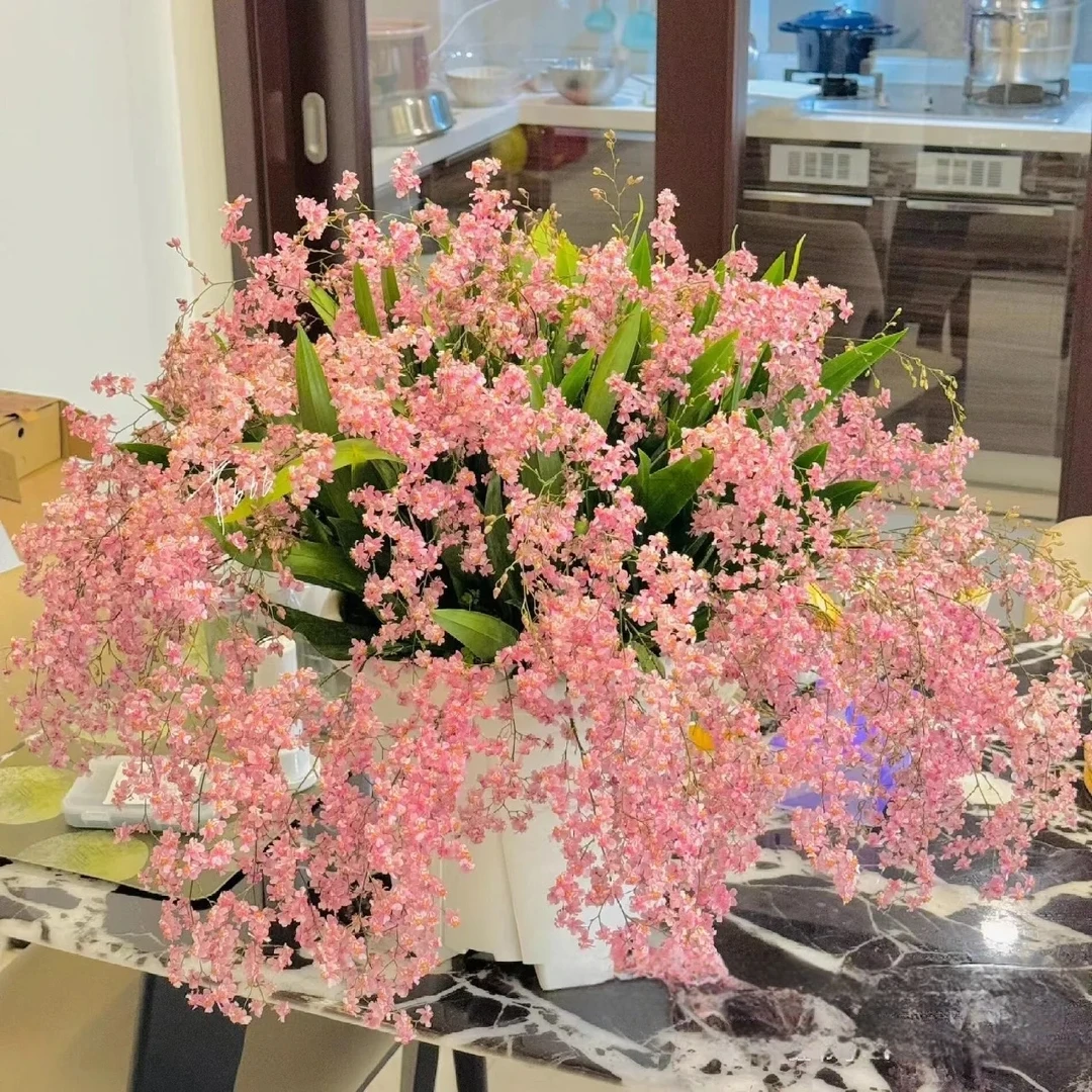 【开播福利特级粉7-10支】文心兰盆栽梦香兰香水兰室内外好养