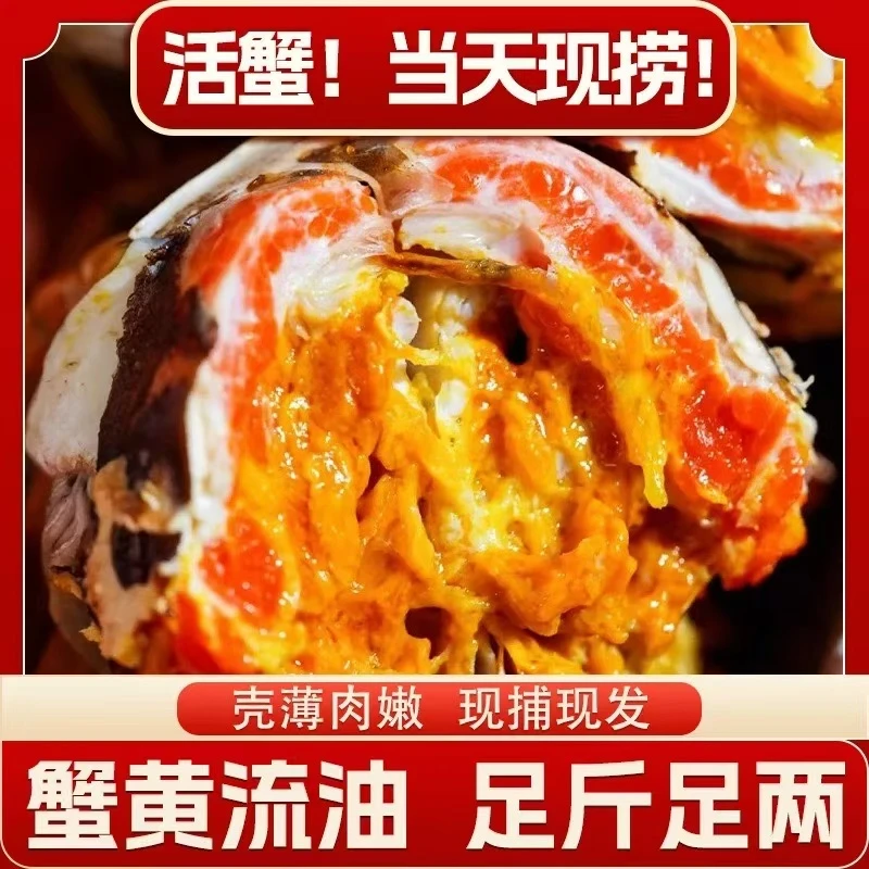 【江苏活蟹】精选鲜活河蟹饱满母蟹2.3-2两10只母