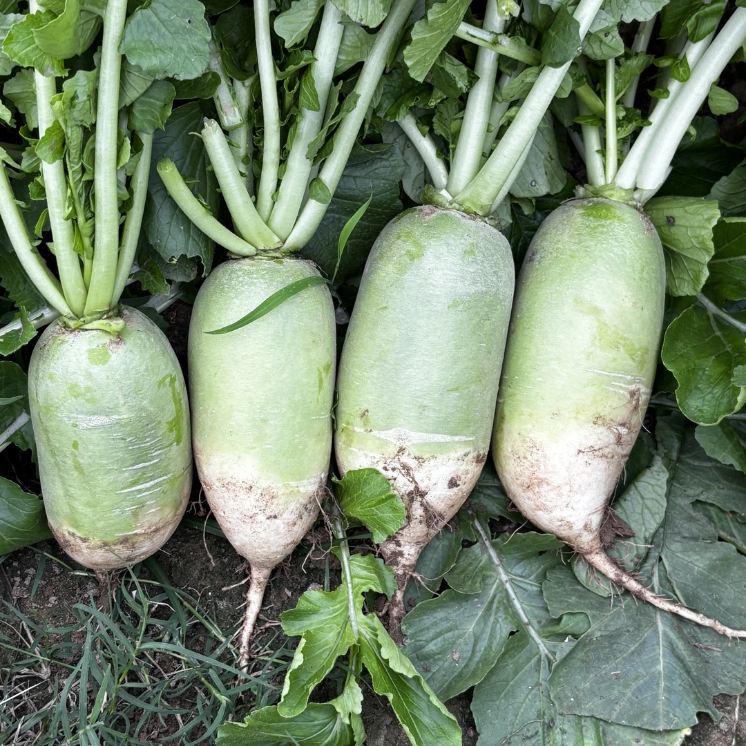 老品种河南青萝卜辣萝卜5斤非水果萝卜新鲜蔬菜青萝卜头白萝卜9斤