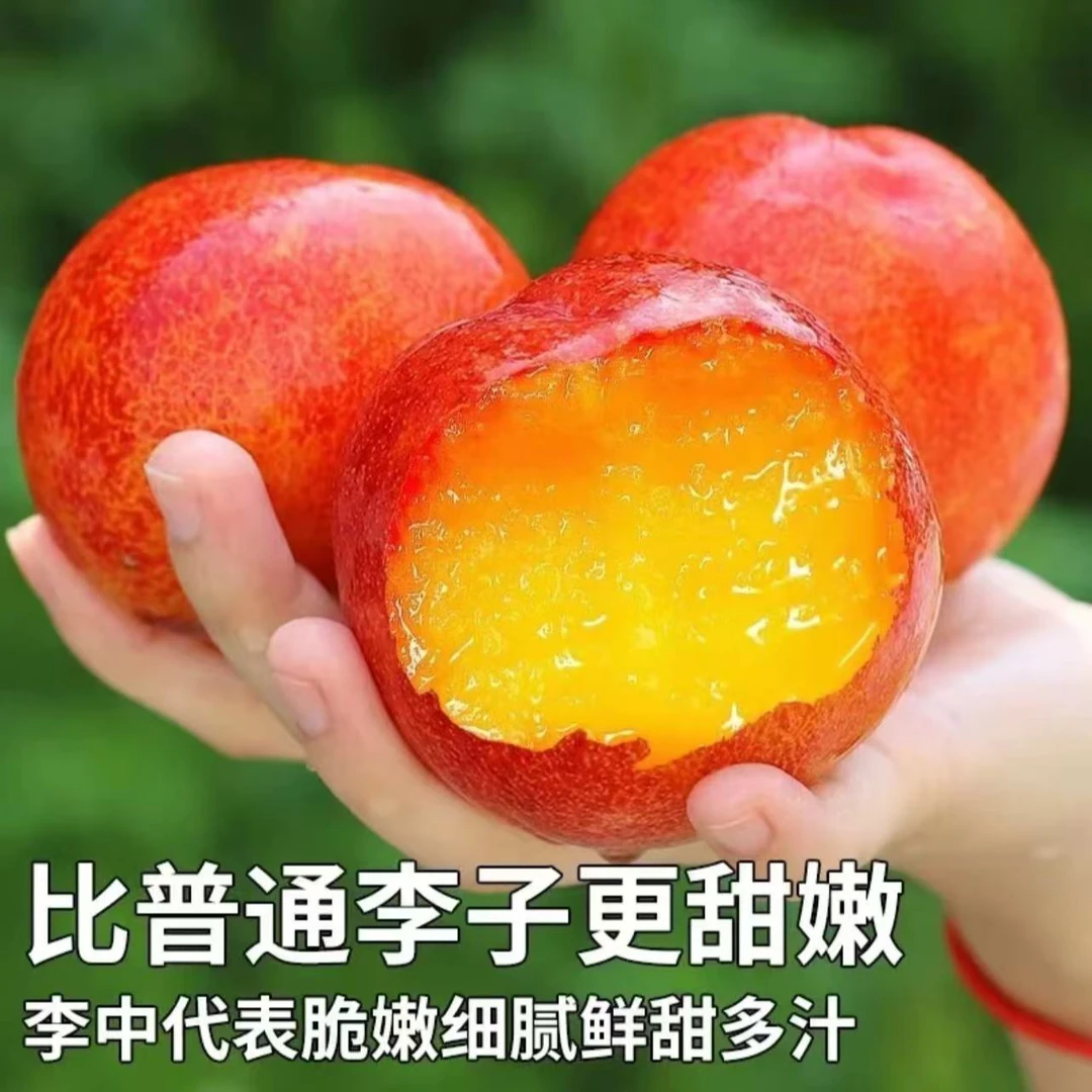 大红袍李子树苗果树苗盆栽地栽南北方都可以种