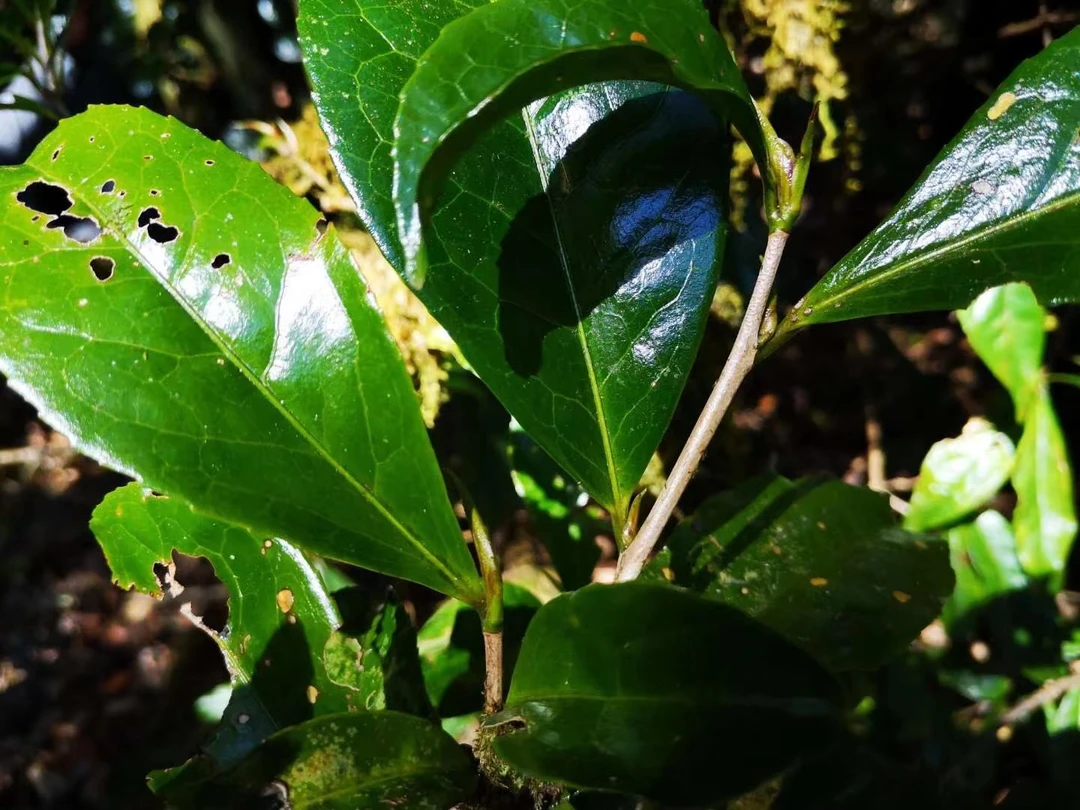 【25年荒山古树红茶-散茶100克】鲜香甜润山野气韵强色泽金黄