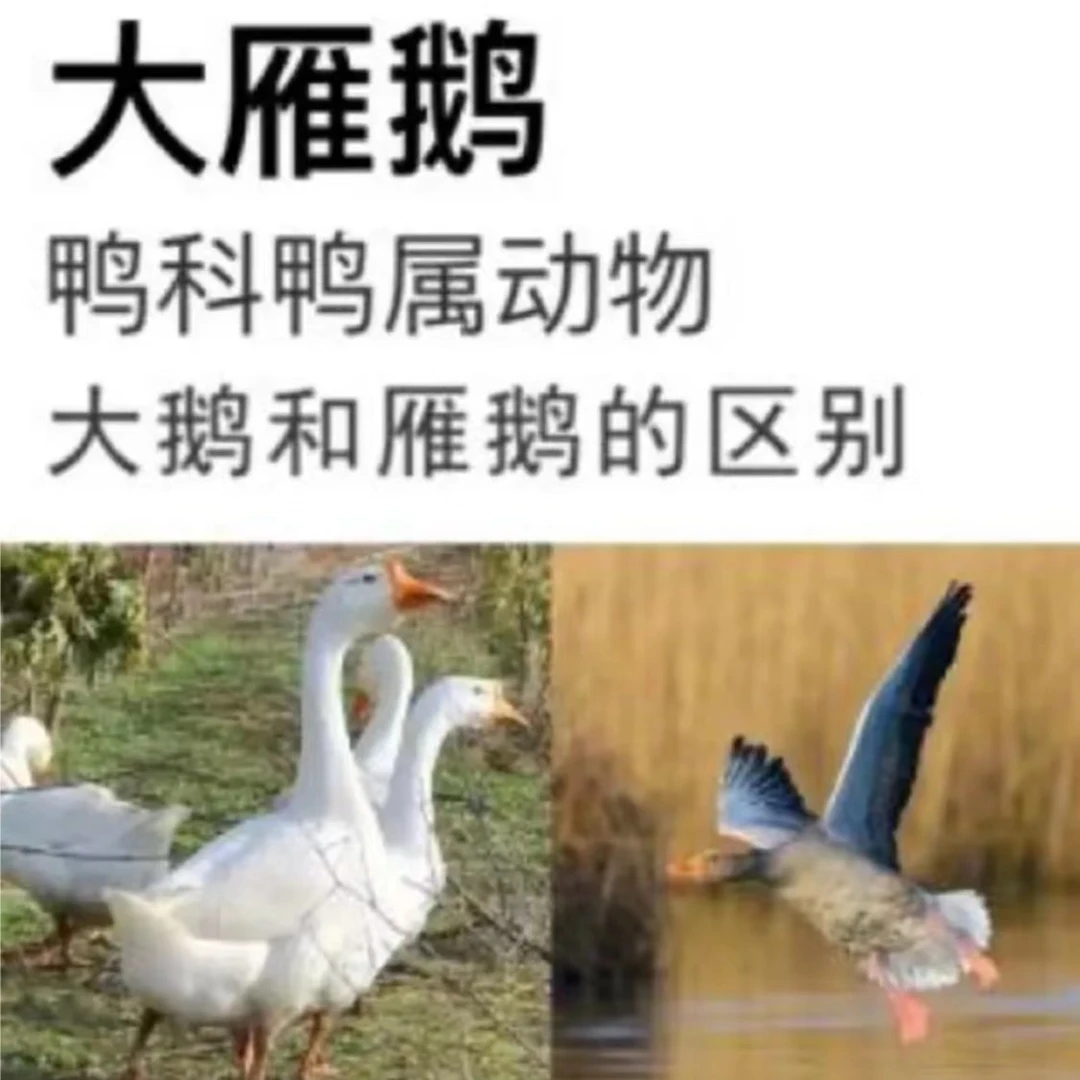 2【买1只送1只】散养大雁鹅 单只3.6斤左右 顺丰冷链 连云港发货