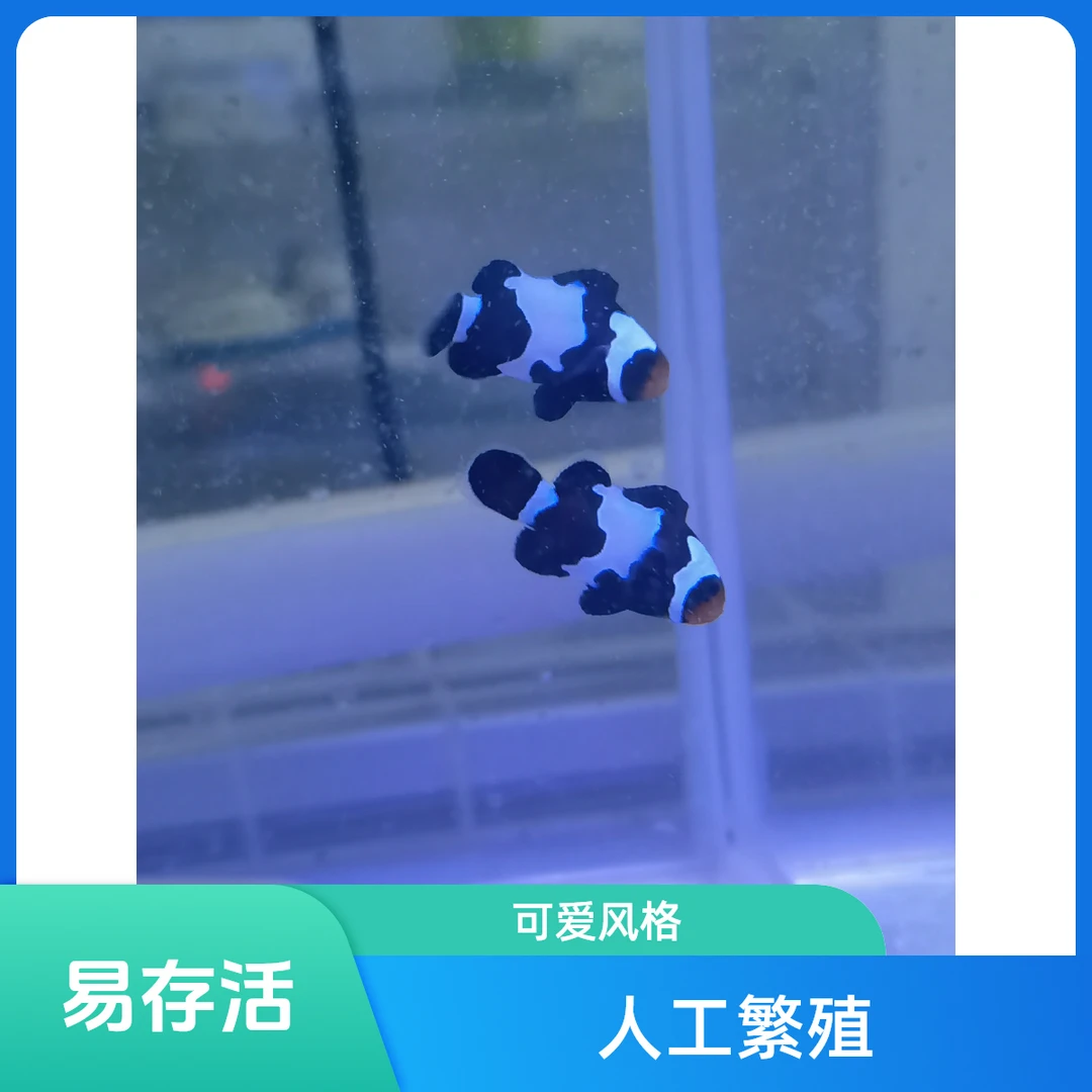 黑冰小丑海水鱼观赏鱼小丑鱼好养