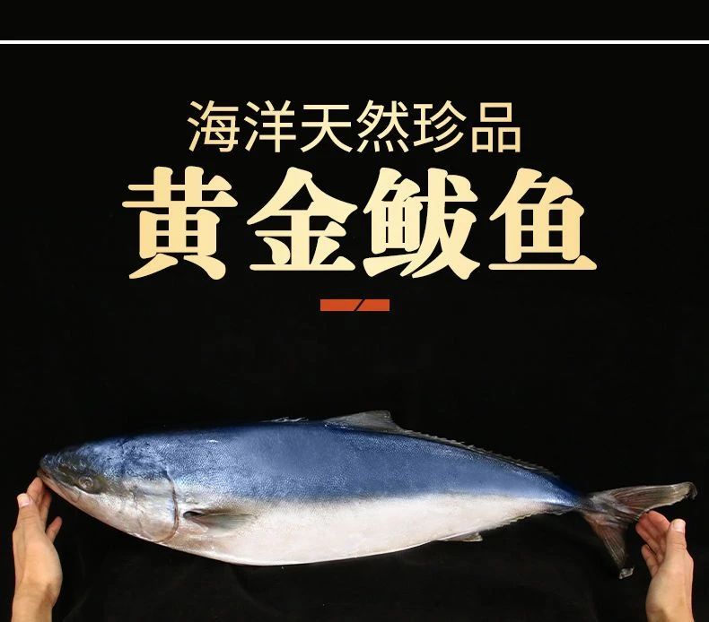 大黄金鲅鱼净重整条新鲜冷冻海鱼大鱼鲅鱼饺子黄尾鰤12－16