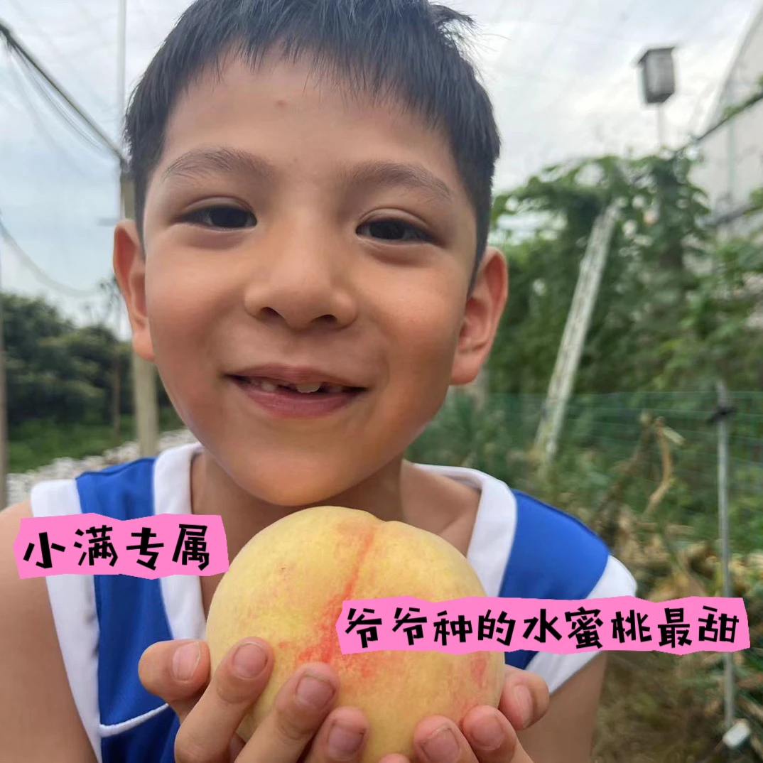 小满专属-无锡水蜜桃纯甜湖景软桃现摘现发适合宝宝辅食孕妇老人