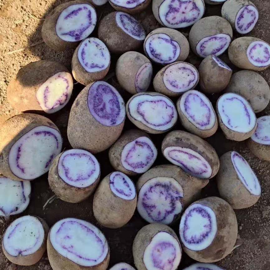 贵州正宗乌洋芋紫色土豆七彩土豆油炸摆摊原材料量大批发