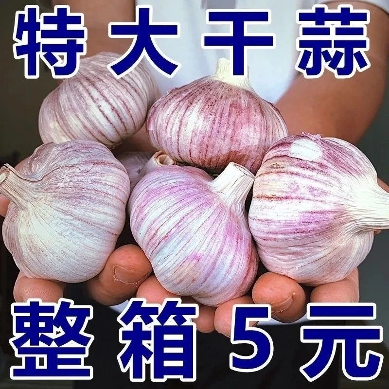 【2023新晒干蒜】河南紫皮大蒜头批发新鲜大蒜新干蒜头1/3/5/9斤
