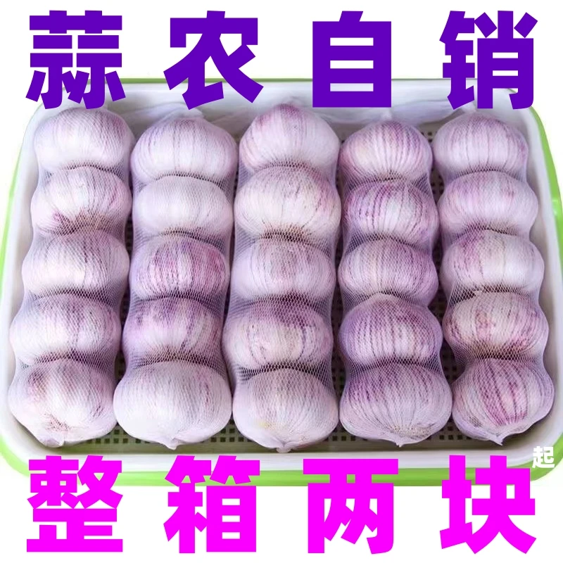 【买5送4】批发9斤山东新干蒜大蒜新鲜紫白皮大蒜头籽农家种一箱