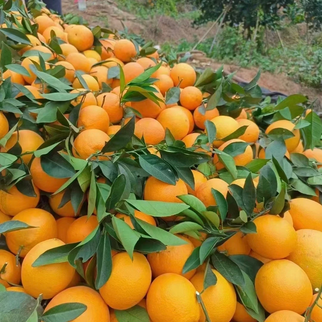 赣南脐橙【正宗产地直发】当季新鲜水果精品大果80-90大果