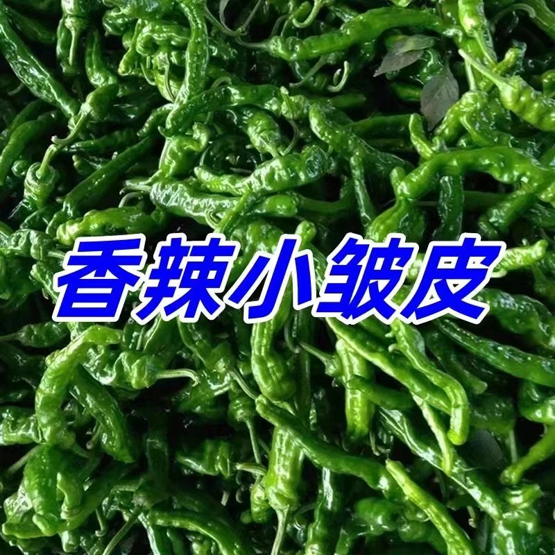 露天特辣小皱皮辣椒皮薄辣香现摘现发特别新鲜农家自种1